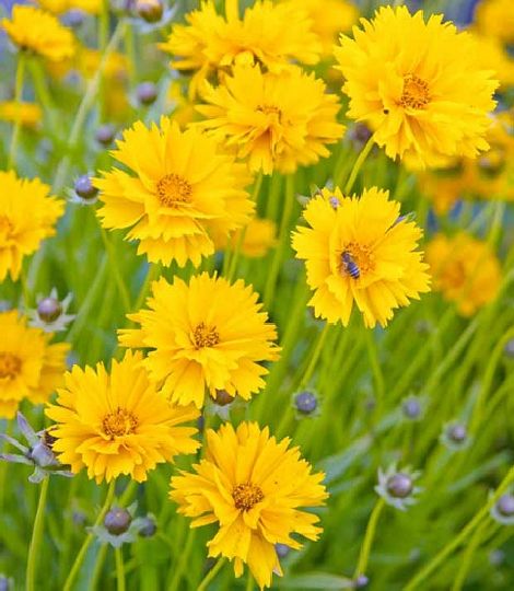 Coreopsis grandiflora "Sunray"
